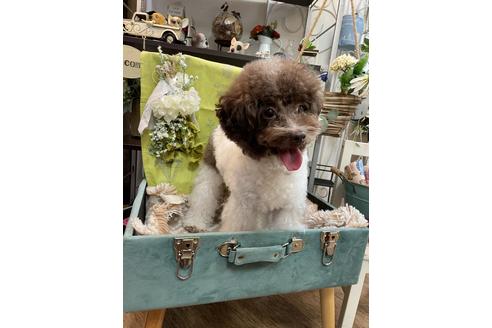 販売中のトイプードルの親犬