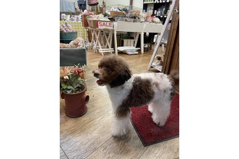 販売中のトイプードルの親犬