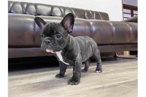 50万円以下のフレンチブルドッグの子犬を探す 4ページ目 ブリーダーナビ