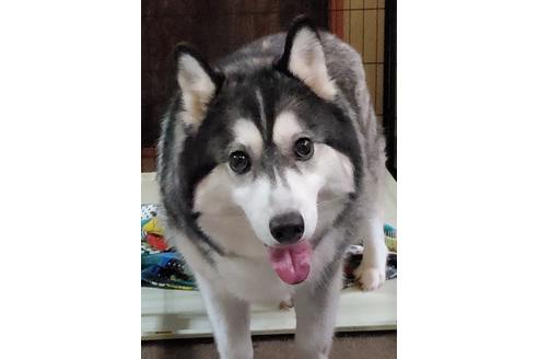販売中のシベリアンハスキーの親犬