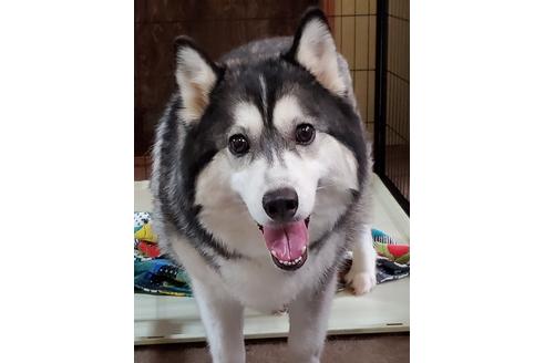 販売中のシベリアンハスキーの親犬