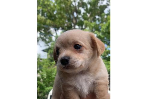 神奈川県のミックス犬 男の子 21 05 06生まれ チワジャックの4兄弟 子犬id ブリーダーナビ 神奈川県のミックス犬 男の子 21 05 06生まれ チワジャックの4兄弟 子犬id ブリーダーナビ