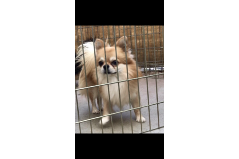 販売中のチワワ(ロングコート)の親犬