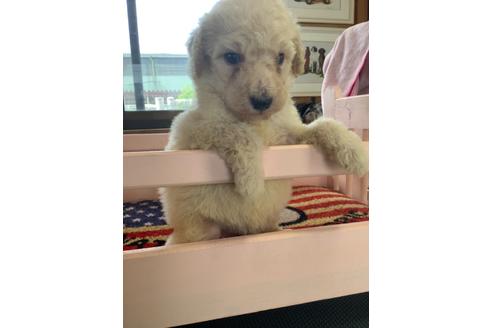 スタンダードプードルの子犬を探す ブリーダーナビ スタンダードプードルの子犬を探す ブリーダーナビ