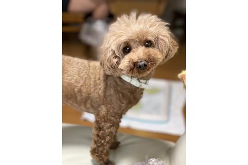 販売中のトイプードルの親犬