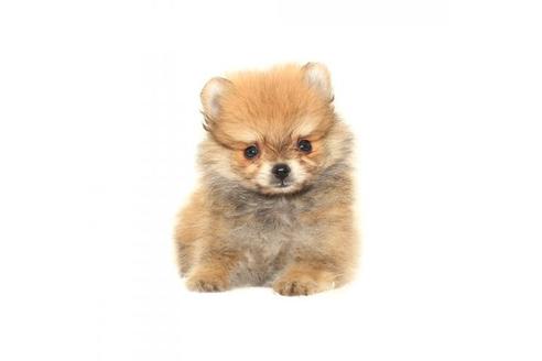 オレンジのポメラニアンの子犬を探す ブリーダーナビ