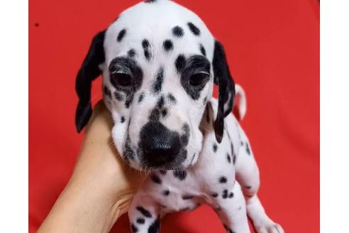 沖縄県のダルメシアン 男の子 21 05 04生まれ ぶち多めがチャームポイント 子犬id ブリーダーナビ