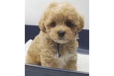 ♀︎マルプー:マルチーズ×トイプードル