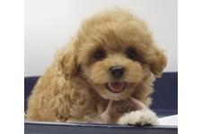 ♀︎マルプー:マルチーズ×トイプードル