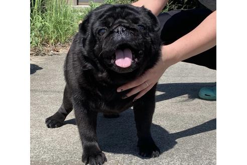 販売中のパグの親犬