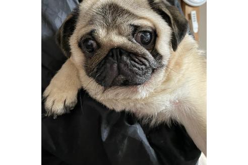 販売中のパグの親犬