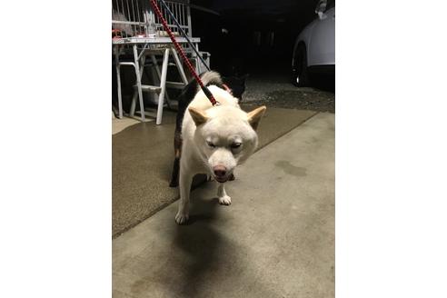 販売中の柴犬の親犬