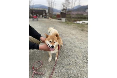 販売中の柴犬の母親