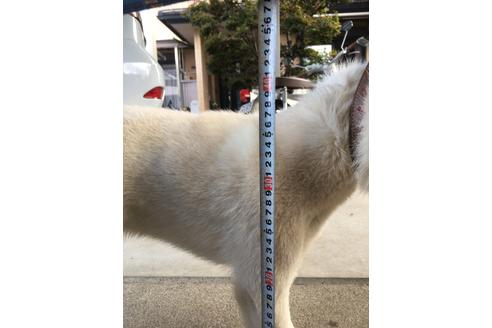 販売中の柴犬の親犬