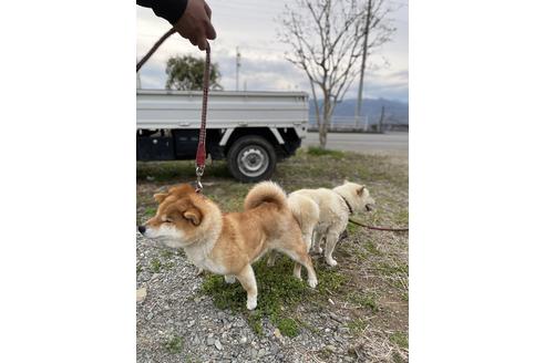 販売中の柴犬の母親