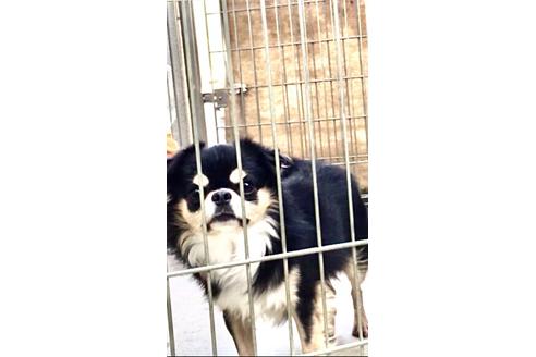 販売中のチワワ(ロングコート)の親犬