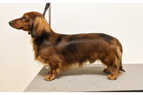 販売中のミニチュアダックスフンド(ロングヘアード)の親犬