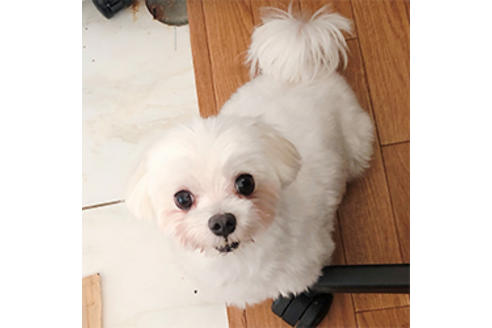 販売中のチワマル:チワワ×マルチーズの親犬