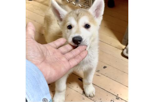 シベリアンハスキーのブリーダーを探す ブリーダーナビ