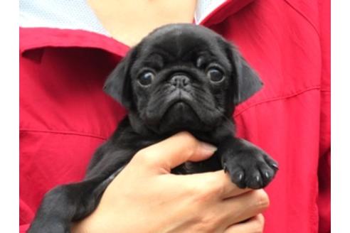 https www breeder navi jp dog db id 5b0 5d 24