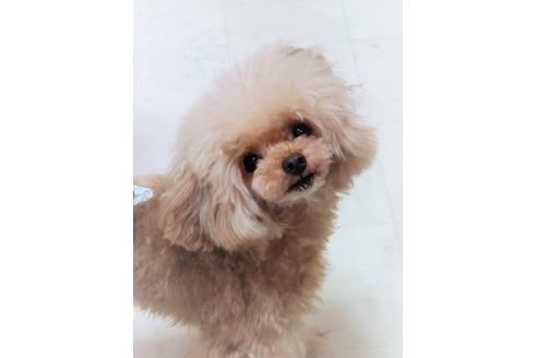 販売中のトイプードルの親犬