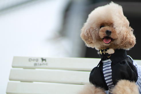 販売中のトイプードルの親犬