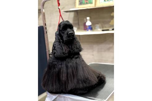 販売中のアメリカンコッカースパニエルの親犬