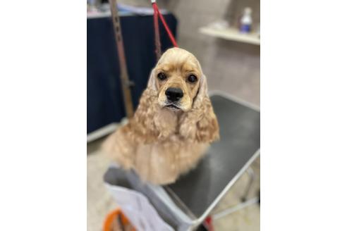 販売中のアメリカンコッカースパニエルの親犬