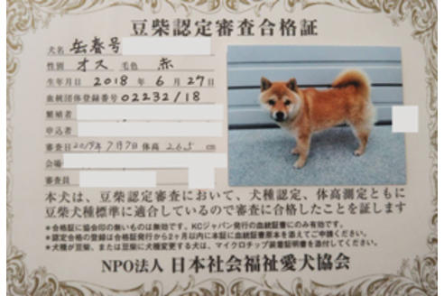 販売中の豆柴の親犬