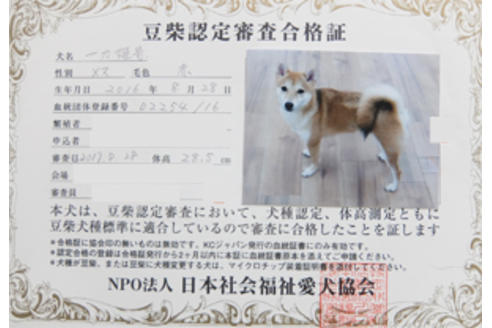 販売中の豆柴の親犬