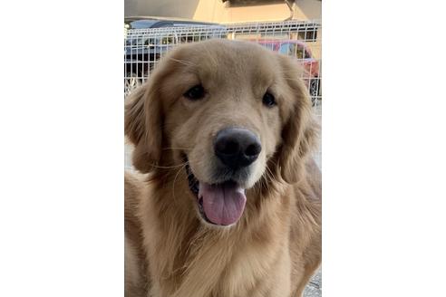 販売中のゴールデンレトリーバーの親犬