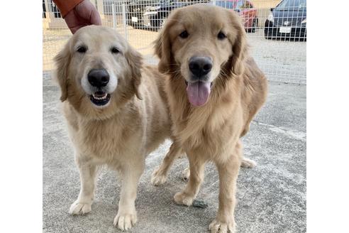 販売中のゴールデンレトリーバーの親犬