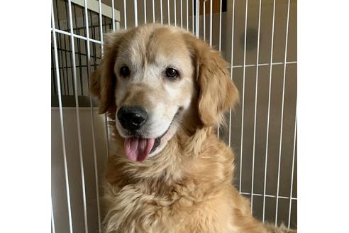 販売中のゴールデンレトリーバーの親犬
