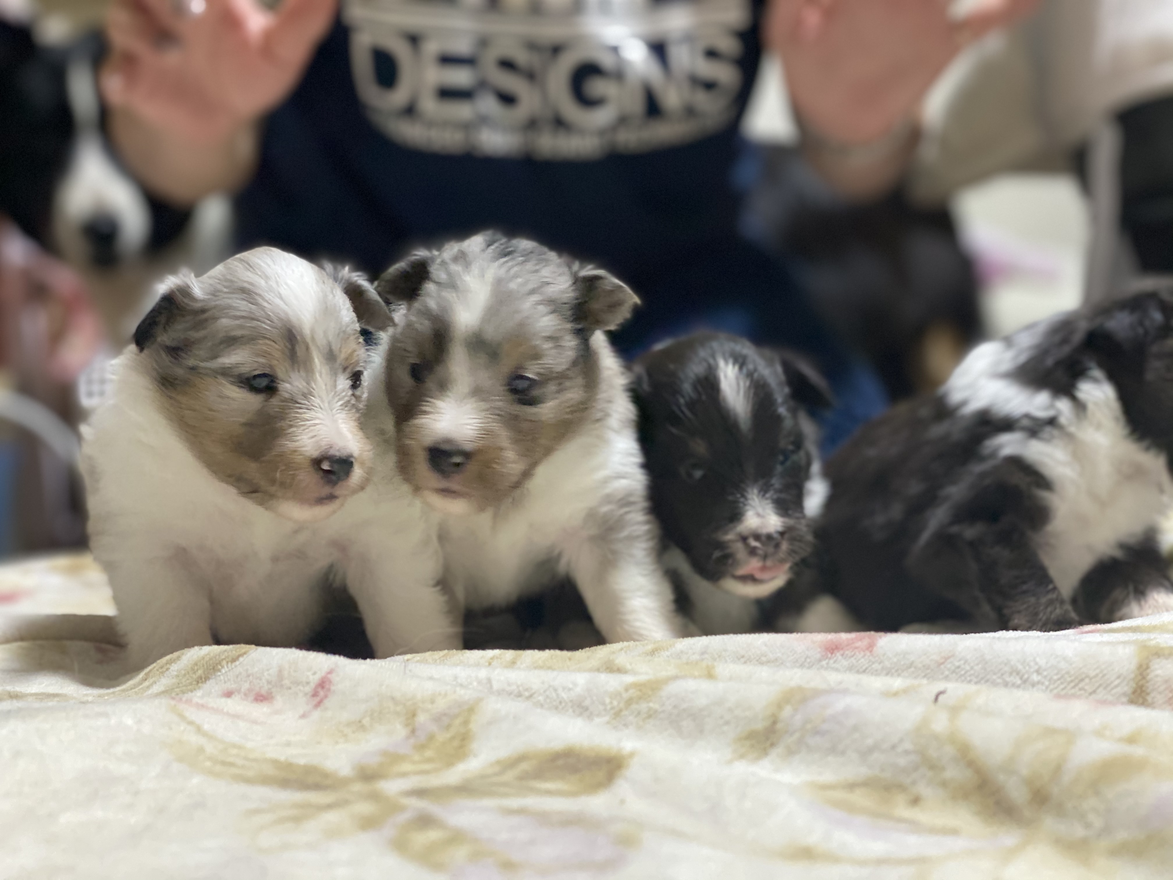 柴田ブリーダー