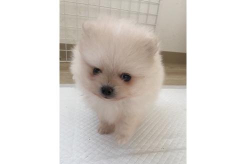 香川県でポメラニアンの子犬を探す ブリーダーナビ 香川県でポメラニアンの子犬を探す ブリーダーナビ