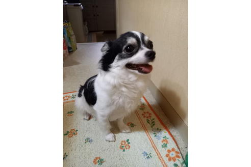 販売中のチワワ(スムースコート)の親犬