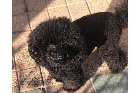 販売中のトイプードルの親犬