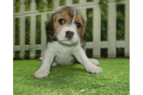 長崎県のビーグル 女の子 21 05 07生まれ 可愛いビーグルが産まれました 子犬id 1372 ブリーダーナビ