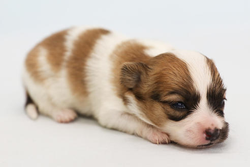 神奈川県でミックス犬の子犬を探す ブリーダーナビ