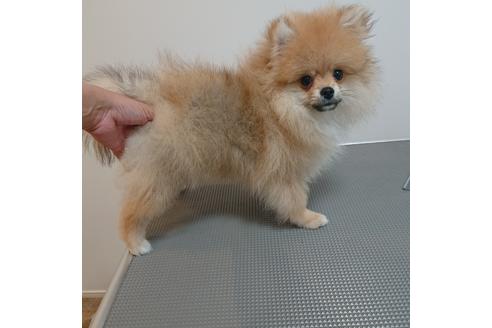 滋賀県でポメラニアンの子犬を探す ブリーダーナビ 滋賀県でポメラニアンの子犬を探す ブリーダーナビ