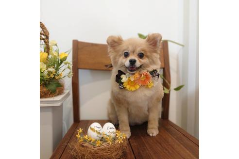 販売中のポメラニアンの親犬