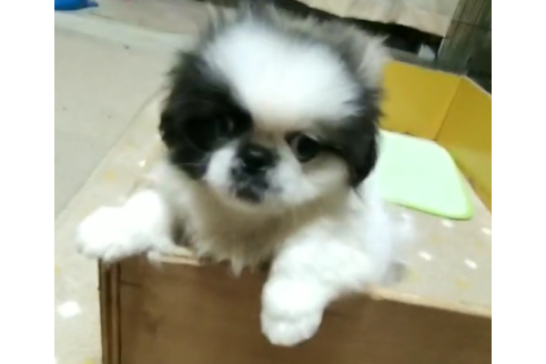 ペキニーズの子犬を探す ブリーダーナビ ペキニーズの子犬を探す ブリーダーナビ
