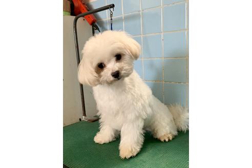 販売中のマルプー:マルチーズ×トイプードルの親犬