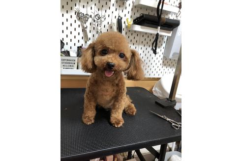 販売中のタイニープードルの親犬