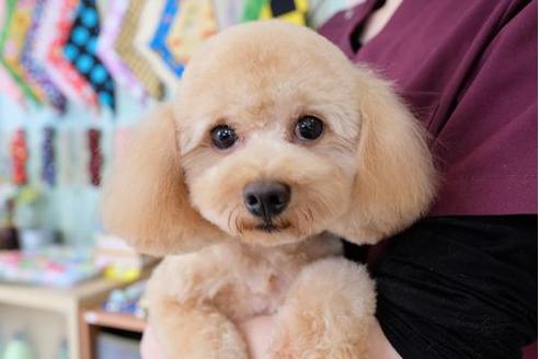 販売中のトイプードルの親犬