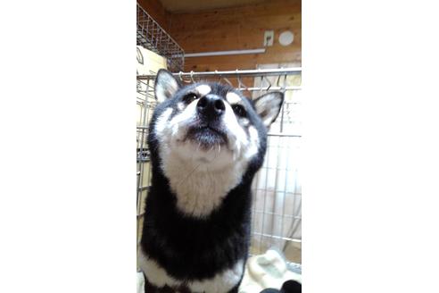 販売中の柴犬の親犬