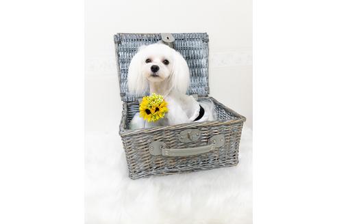 販売中のマルチーズの親犬