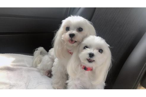 販売中のマルチーズの親犬