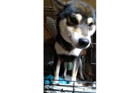 販売中の柴犬の親犬