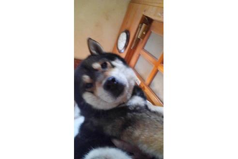 販売中の柴犬の親犬